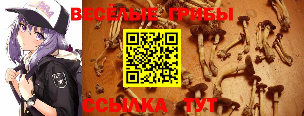 Галлюциногенные грибы Psilocybine cubensis Томск